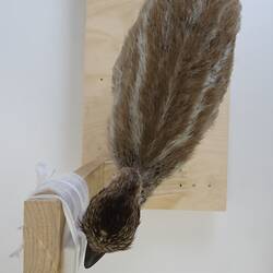 <em>Casuarius casuarius</em>, Southern Cassowary. [B 22550]