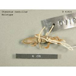 Dorsal view of gecko specimen beside scale bar.