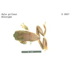 Dorsal view of frog specimen beside scale bar.