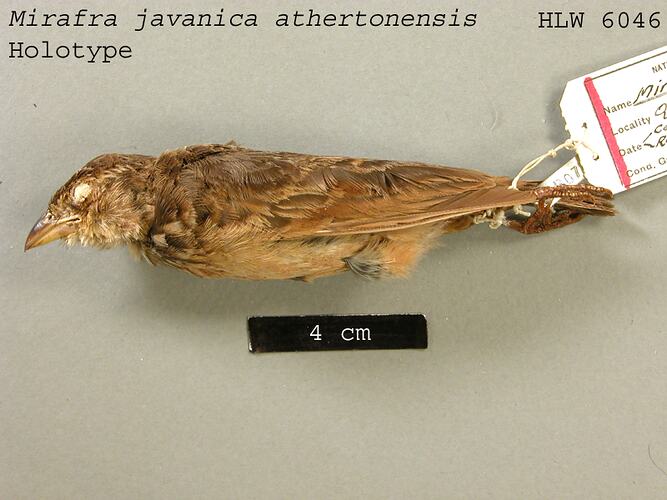 Dry bird skin specimen with labels.