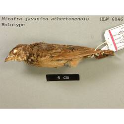 Dry bird skin specimen with labels.