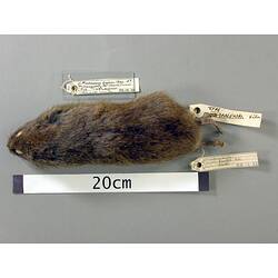 Dorsal view of mouse study skin with specimen labels.