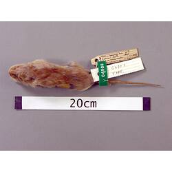 Dorsal view of rat study skin with specimen labels.