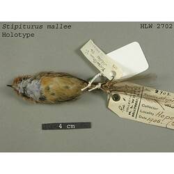 Dry bird skin specimen with labels.