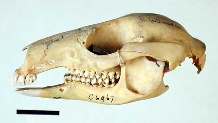 Side view of Pademelon skull.
