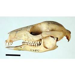Side view of Pademelon skull.