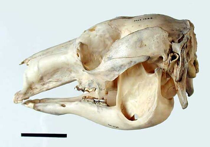 Lateral view of kangaroo skull.