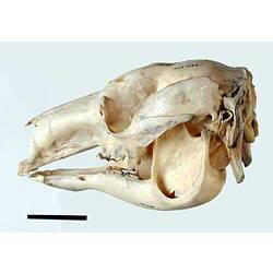 Lateral view of kangaroo skull.