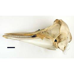 Lateral view of dolphin skull with scale bar.