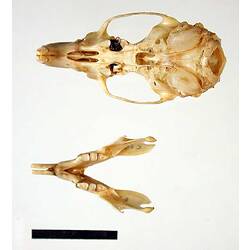 Rat lower jaw beside skull, interior surfaces visible.