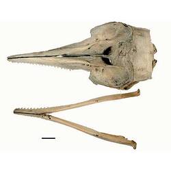 Dolphin lower jaw beside skull, outside surfaces visible.