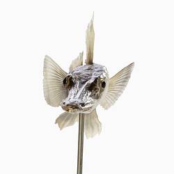 <em>Channichthys rhinoceratus</em>, Unicorn Icefish, model. [A 20032]