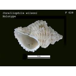 <em>Coralliophila (Coralliophila) wilsoni</em>, marine snail.  Holotype.  Registration no. F 628.