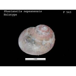 <em>Phasianella nepeanensis</em>, pheasant snail.  Holotype.  Registration no. F 543.