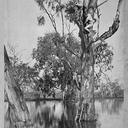 Photograph - 'Taking a Wood Duck's Nest', by A.J. Campbell, Victoria, circa 1900