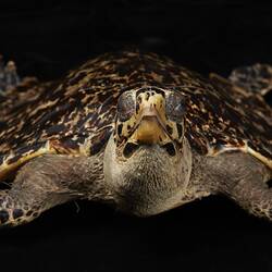 <em>Eretmochelys imbricata</em>, Hawksbill Turtle. [D 74541]