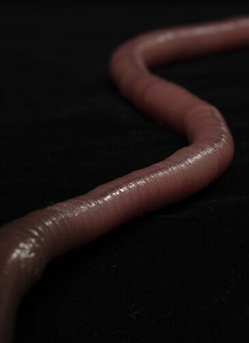 <em>Megascolides australis</em>, Giant Gippsland Earthworm, model. [F 96907]