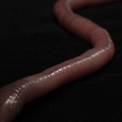 <em>Megascolides australis</em>, Giant Gippsland Earthworm, model. [F 96907]