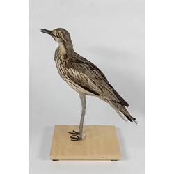 <em>Burhinus grallarius</em>, Bush Stone-curlew. [22154]