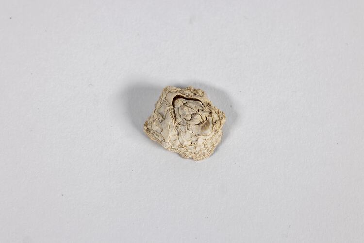 <em>Catomerus polymerus</em>, Surf Barnacle. [J 39339.1]