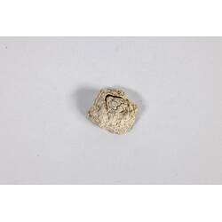 Our Wondrous Planet, Our Wild Family: Dry Specimen - Surf Barnacle, <em>Catomerus polymerus</em> (Darwin, 1854)