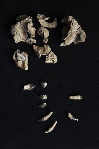Seven pieces of fossil skull and eight teeth on a black background.