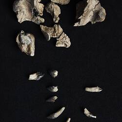 Seven pieces of fossil skull and eight teeth on a black background.