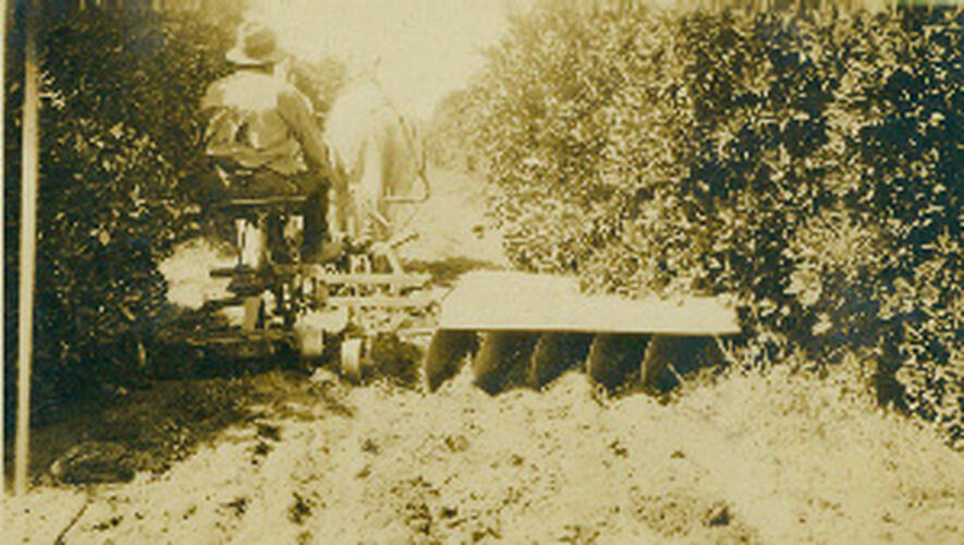 Photograph - Horse drawn cultivator