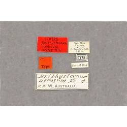 Entomology type specimen labels.