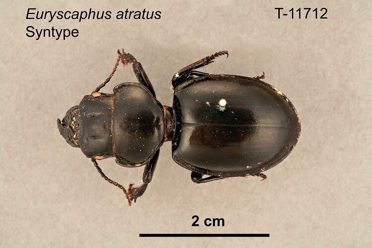 Beetle specimen, dorsal view.