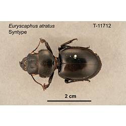 Beetle specimen, dorsal view.