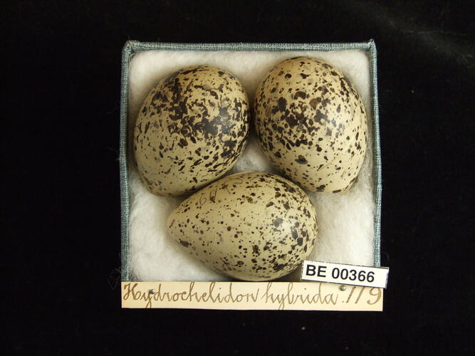 Three bird eggs with specimen labels in box.