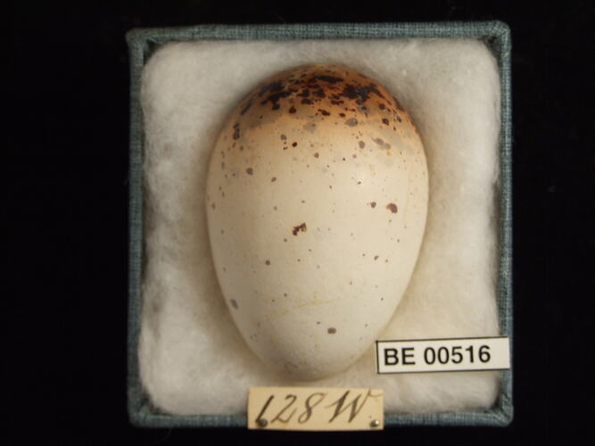 Bird egg with specimen labels in box.