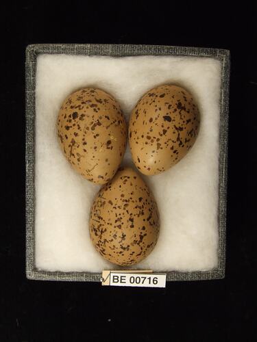 Three bird eggs with specimen labels in box.