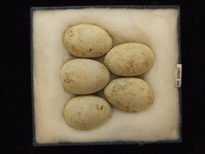 Five bird eggs with specimen labels in box.