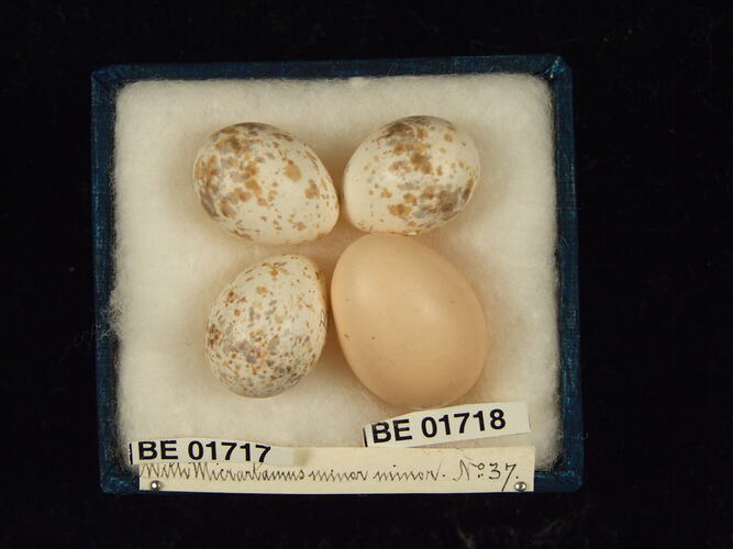 Four bird eggs with specimen labels in box.