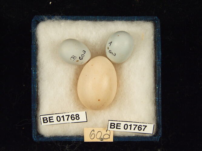 Three bird eggs with specimen labels in box.