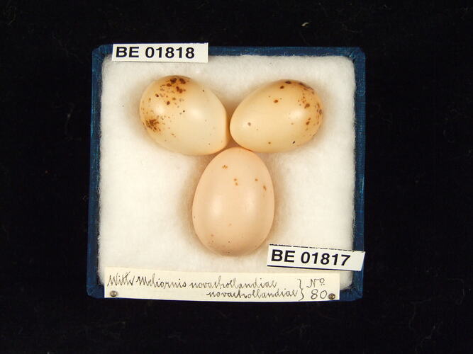 Three bird eggs with specimen labels in box.