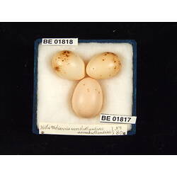 <em>Cuculus pallidus</em>