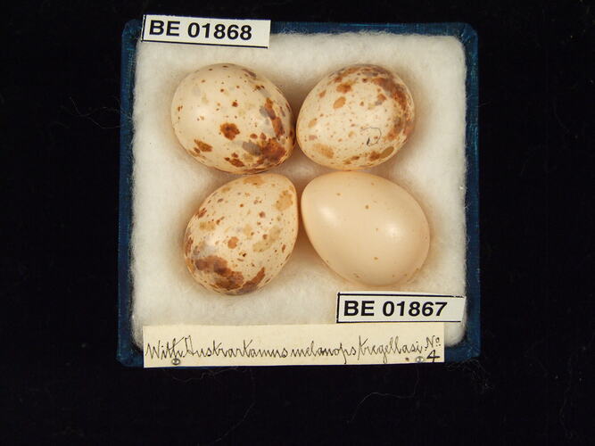 Four bird eggs with specimen labels in box.