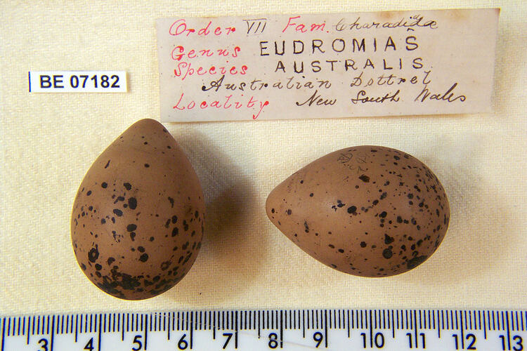 Two bird eggs with specimen labels beside ruler.