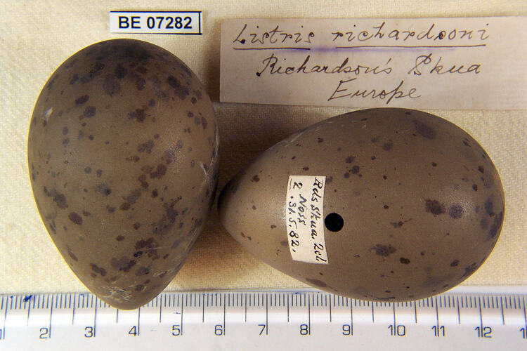 Two bird eggs and specimen labels beside ruler.