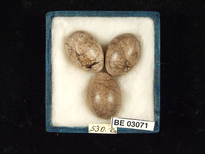 Three bird eggs in box with labels.