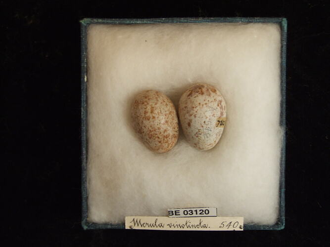 Two bird eggs in box with labels.