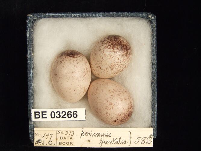 Three bird eggs in box with labels.