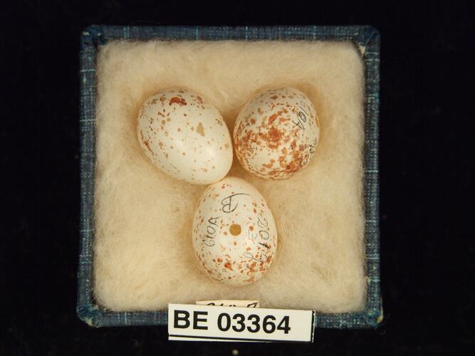 Three bird eggs in box with labels.