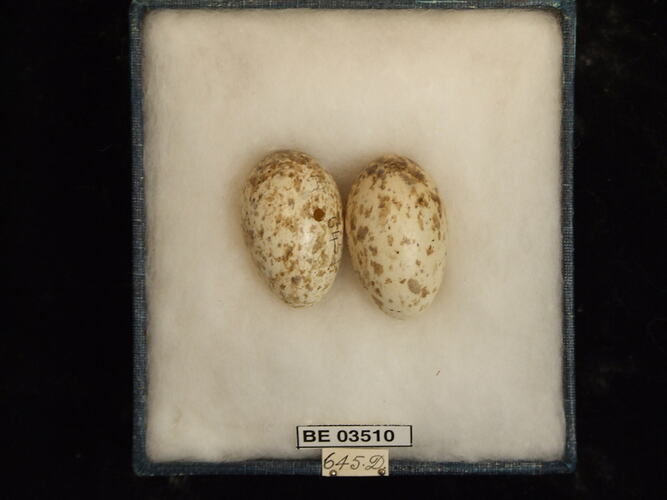 Two bird eggs in box with specimen labels.
