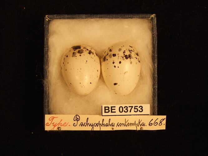 Two bird eggs in box with specimen labels.