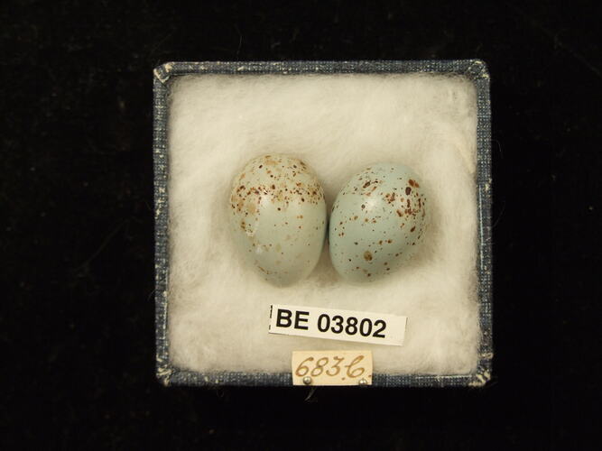 Two bird eggs in box with specimen labels.