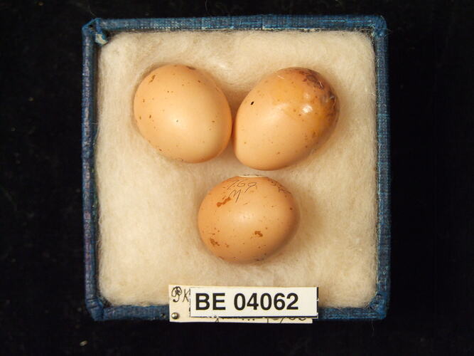 Three bird eggs in box with specimen labels.